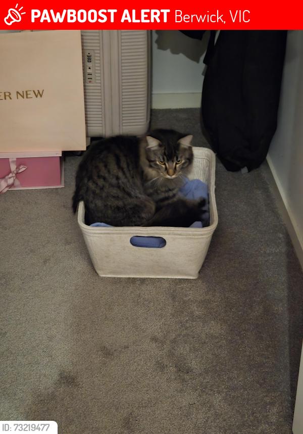Lost Male Cat last seen Near lysanne creasent, Berwick, VIC 3806