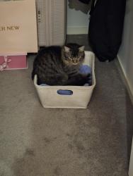 Lost Male Cat last seen Near lysanne creasent, Berwick, VIC 3806