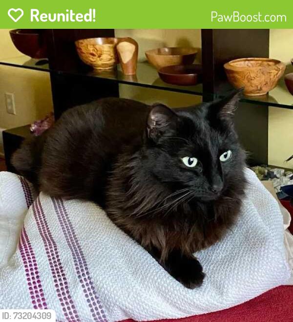 Reunited Female Cat last seen North Highland Ave, Ponce de Leon Ave, St. Augustine Place, Atlanta, GA 30306