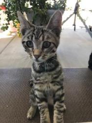 Reunited Unknown Cat last seen East 65th St and Ave S Palmdale, Palmdale, CA 93552