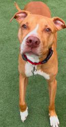 Lost Male Dog last seen Remington Blvd & S Smith Rd in Bolingbrook IL, Bolingbrook, IL 60490