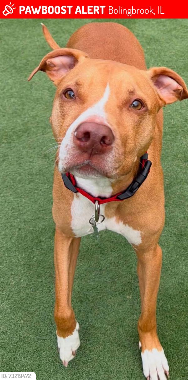 Lost Male Dog last seen Remington Blvd & S Smith Rd in Bolingbrook IL, Bolingbrook, IL 60490
