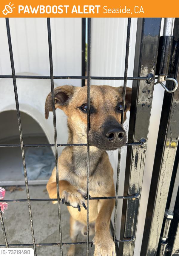 Found/Stray Male Dog last seen Mingo and highland, Seaside, CA 93955