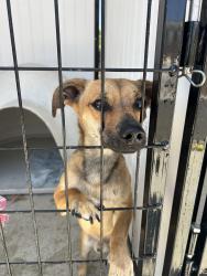Found/Stray Male Dog last seen Mingo and highland, Seaside, CA 93955