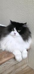 Lost Female Cat last seen American Elm/Tupelo, San Bernardino, CA 92407