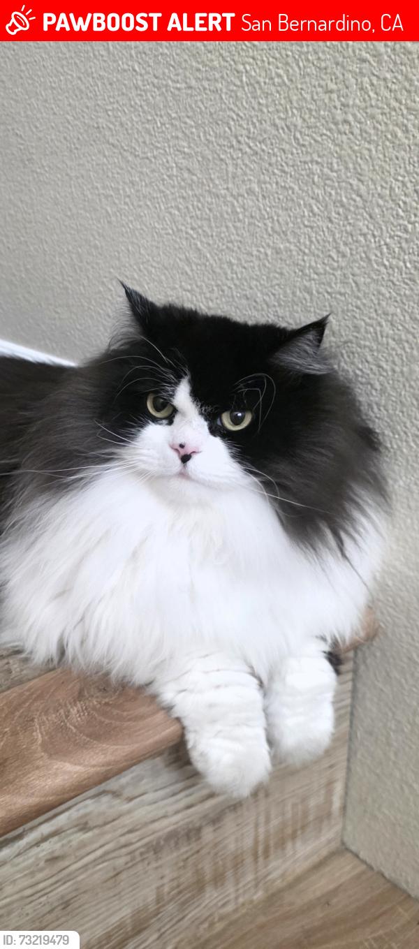 Lost Female Cat last seen American Elm/Tupelo, San Bernardino, CA 92407