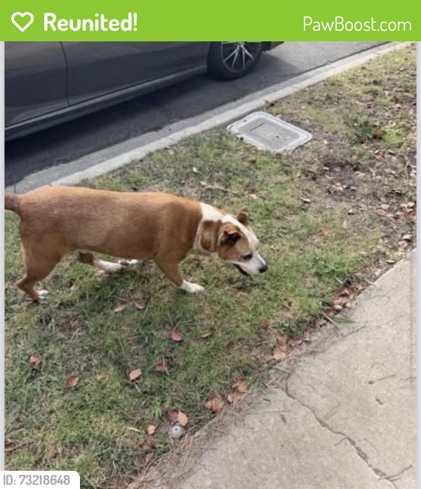 Reunited Male Dog last seen Ashwood and marco, Los Angeles, CA 90066