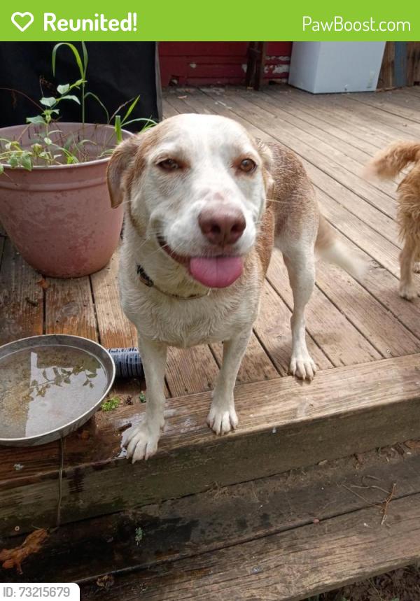Reunited Male Dog last seen Willow ave, Chattanooga, TN 37404