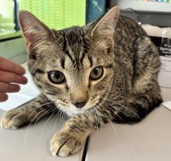 Shelter Stray Male Cat last seen Near S Porter Rockwell Boulevard, Bluffdale, UT, 84065, 511 W 3900 S, Salt Lake City, UT 84123, USA