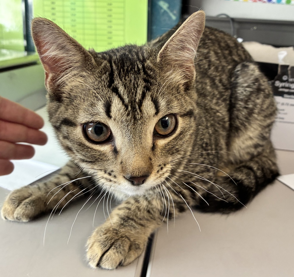 Shelter Stray Male Cat last seen Near S Porter Rockwell Boulevard, Bluffdale, UT, 84065, 511 W 3900 S, Salt Lake City, UT 84123, USA