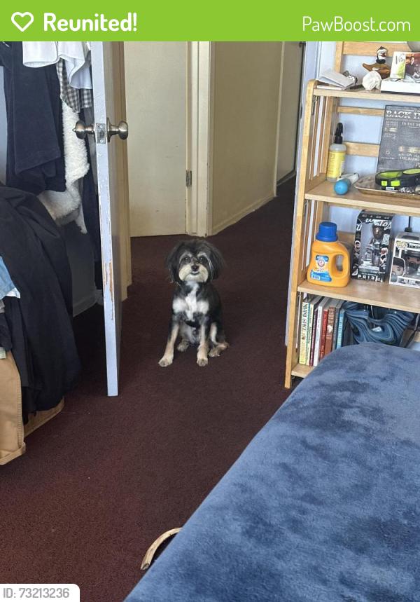 Reunited Male Dog last seen Labrea and Hillcrest, Inglewood, CA 90301