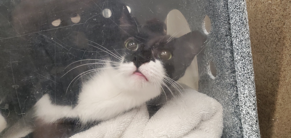Shelter Stray Female Cat last seen Apt 4,169 E 2nd Avenue, SALT LAKE CITY, UT, 84103, 511 W 3900 S, Salt Lake City, UT 84123, USA