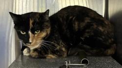 Shelter Stray Female Cat last seen Corner of Sergeant Dr and N Morton Dr in gutter about a block north / west opf Westpoine Park., SALT LAKE CITY, UT, 84116, 511 W 3900 S, Salt Lake City, UT 84123, USA