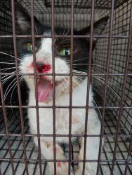 Shelter Stray Unknown Cat last seen Near Ancelet Street, LAFAYETTE, LA, 70501, 410 Dugas Rd, Lafayette, LA 70507, USA