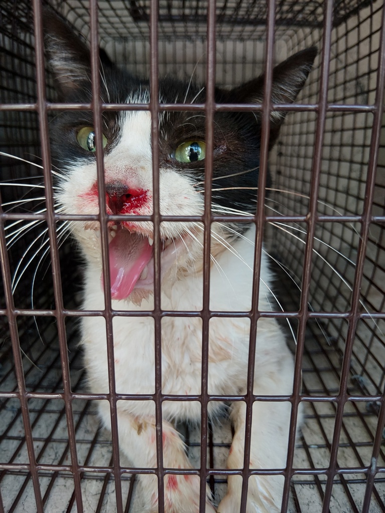 Shelter Stray Unknown Cat last seen Near Ancelet Street, LAFAYETTE, LA, 70501, 410 Dugas Rd, Lafayette, LA 70507, USA