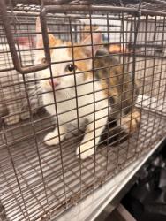 Shelter Stray Female Cat last seen Near Englewood Drive, LAFAYETTE, LA, 70503, 410 Dugas Rd, Lafayette, LA 70507, USA