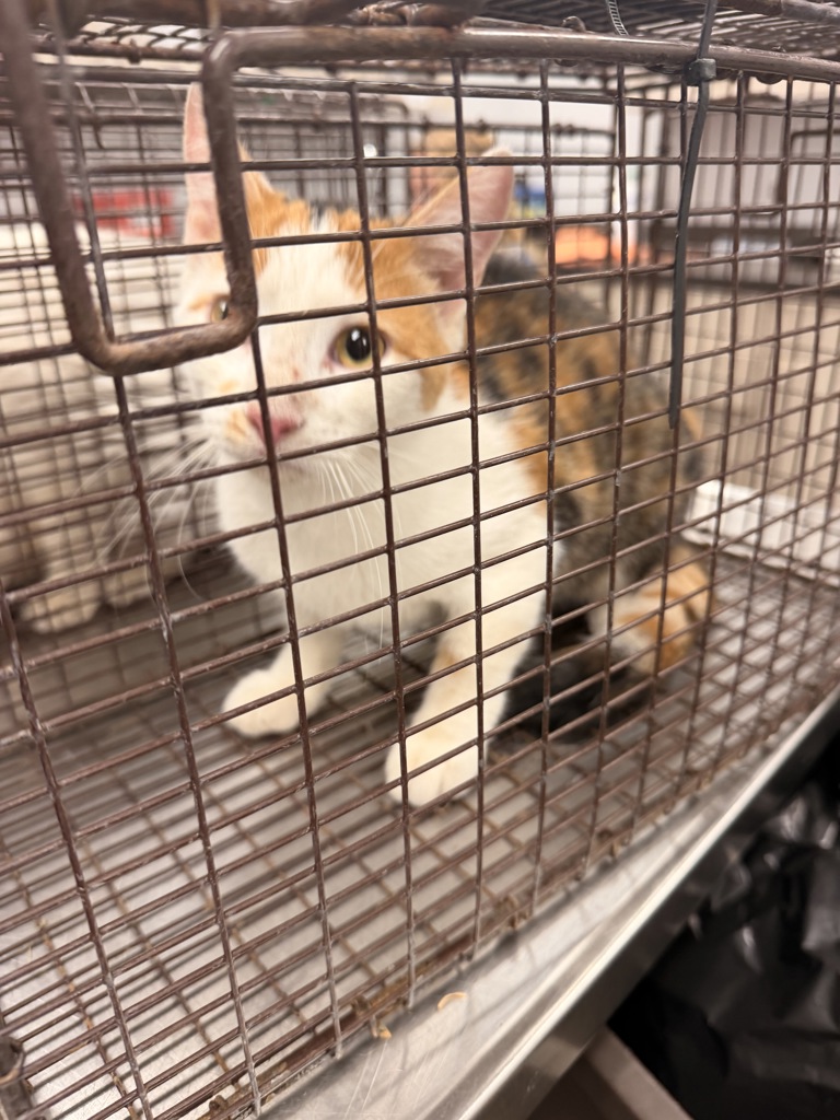 Shelter Stray Female Cat last seen Near Englewood Drive, LAFAYETTE, LA, 70503, 410 Dugas Rd, Lafayette, LA 70507, USA