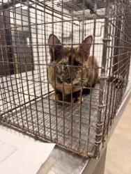 Shelter Stray Female Cat last seen Near Winbourne Avenue, SCOTT, LA, 70583, 410 Dugas Rd, Lafayette, LA 70507, USA