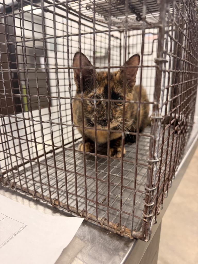 Shelter Stray Female Cat last seen Near Winbourne Avenue, SCOTT, LA, 70583, 410 Dugas Rd, Lafayette, LA 70507, USA