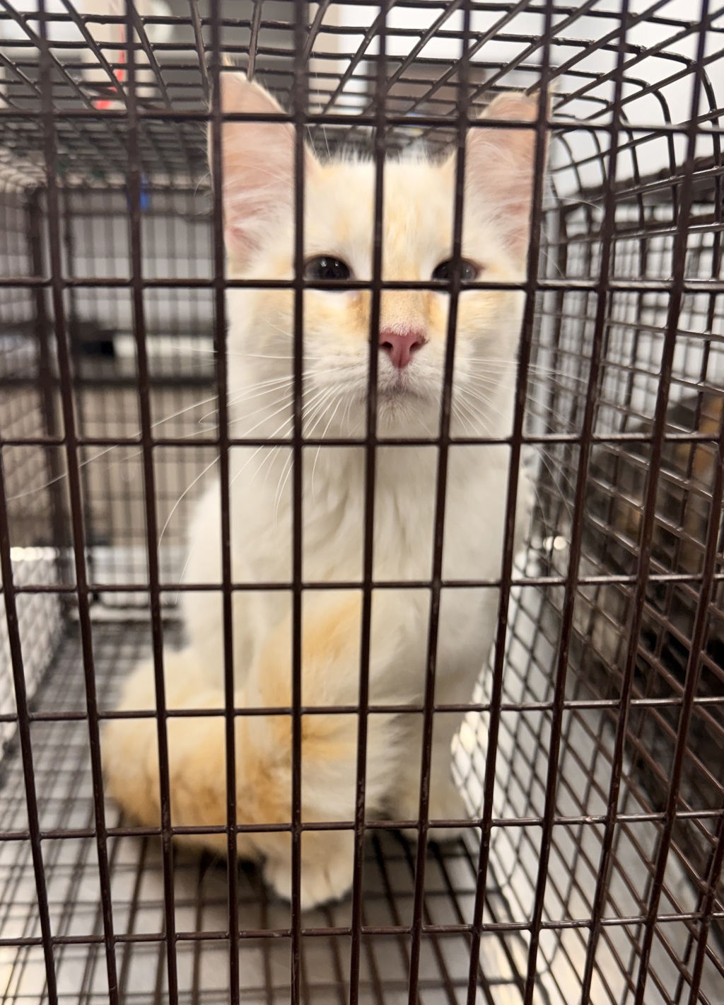 Shelter Stray Female Cat last seen Near Englewood Drive, LAFAYETTE, LA, 70503, 410 Dugas Rd, Lafayette, LA 70507, USA