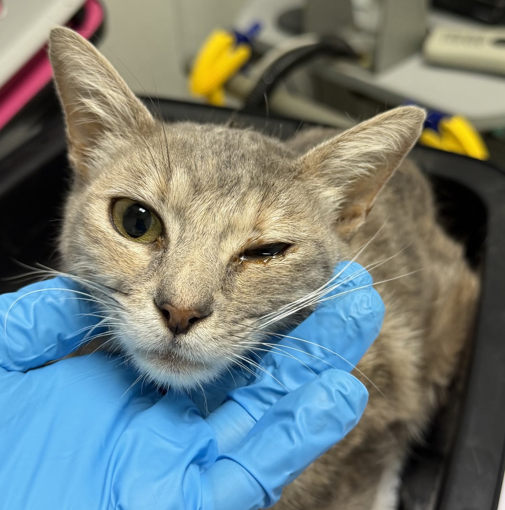 Shelter Stray Female Cat last seen Near 61st Street, San Diego, CA, 92114, 5500 Gaines St, San Diego, CA 92110, USA
