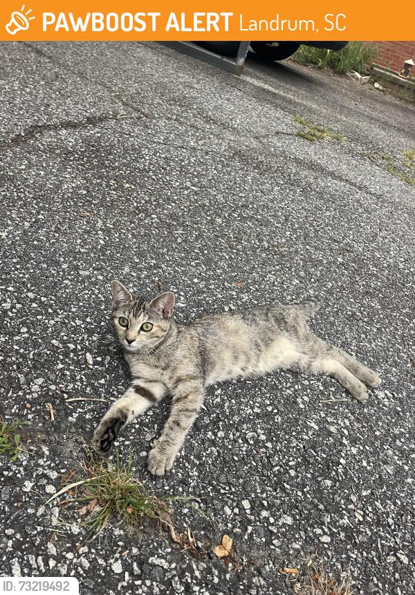 Found/Stray Female Cat last seen Twin palmetto, Landrum, SC 29356