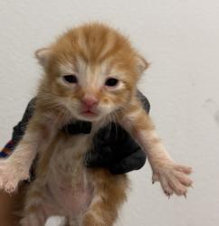 Shelter Stray Male Cat last seen Near 61st Street, San Diego, CA, 92114, 5500 Gaines St, San Diego, CA 92110, USA