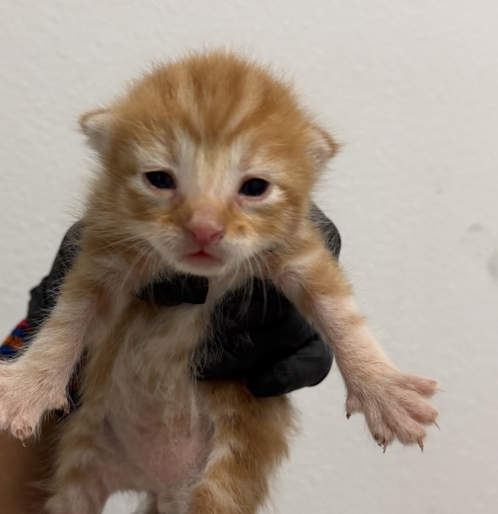 Shelter Stray Male Cat last seen Near 61st Street, San Diego, CA, 92114, 5500 Gaines St, San Diego, CA 92110, USA