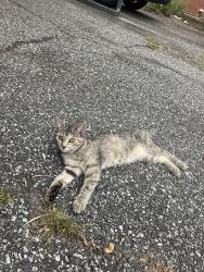 Found/Stray Female Cat last seen Twin palmetto, Landrum, SC 29356