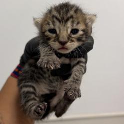 Shelter Stray Female Cat last seen Near 61st Street, San Diego, CA, 92114, 5500 Gaines St, San Diego, CA 92110, USA