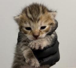Shelter Stray Female Cat last seen Near 61st Street, San Diego, CA, 92114, 5500 Gaines St, San Diego, CA 92110, USA