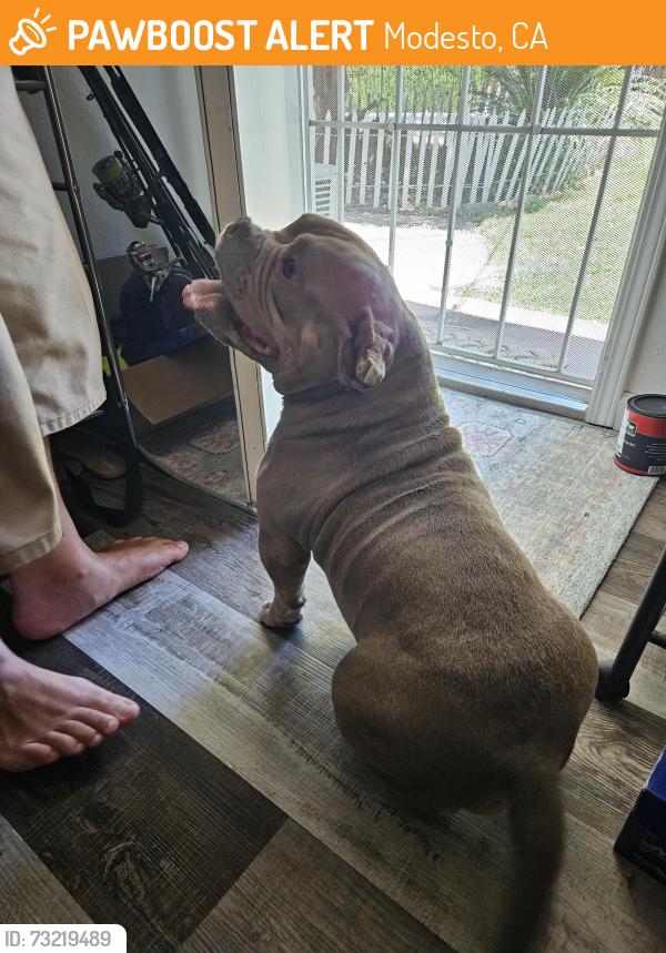 Found/Stray Female Dog last seen Near Kansas Ave modesto, Modesto, CA 95358