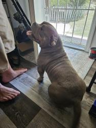 Found/Stray Female Dog last seen Near Kansas Ave modesto, Modesto, CA 95358
