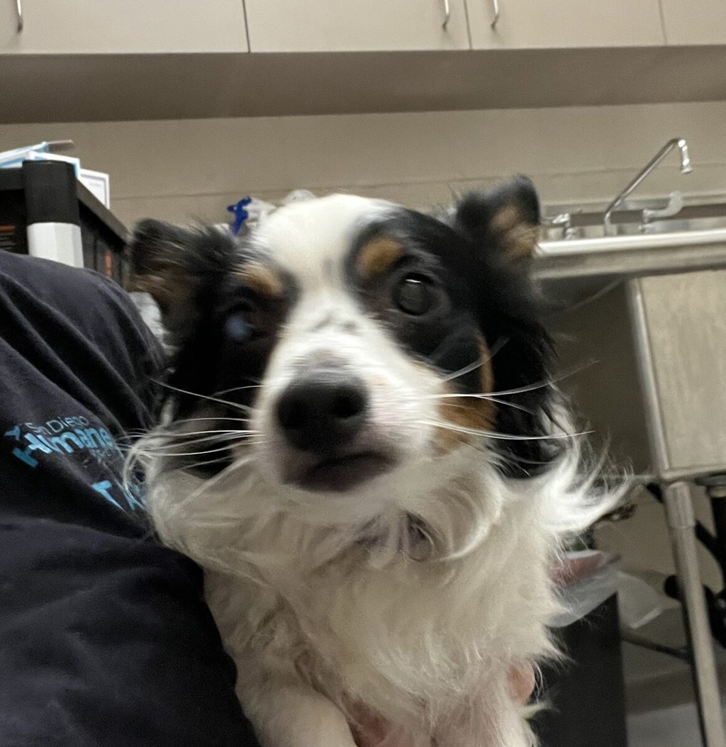 Shelter Stray Male Dog last seen Broadway, El Cajon, CA, 92021, El Cajon, CA 92020, USA