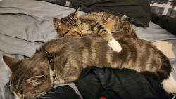 Lost Male Cat last seen Cook, Saint Paul, MN 55106