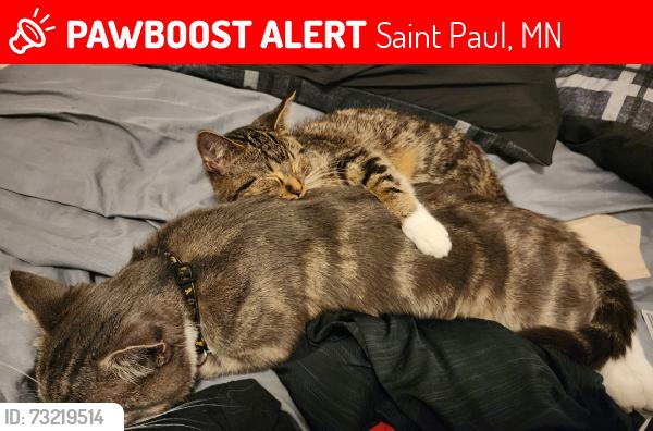 Lost Male Cat last seen Cook, Saint Paul, MN 55106
