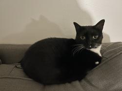 Reunited Female Cat last seen Woodland Elementary School, Greer, SC 29650