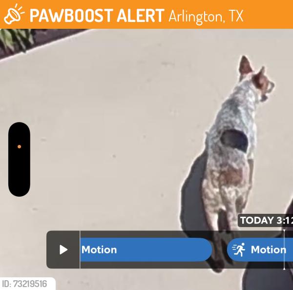 Found/Stray Unknown Dog last seen Harris, Arlington, TX 76001