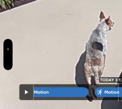 Found/Stray Unknown Dog last seen Harris, Arlington, TX 76001