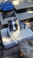 Found/Stray Unknown Dog last seen Near 50 st nw, Calgary, AB T3A 2C6