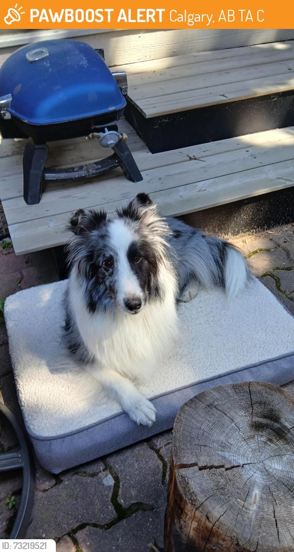 Found/Stray Unknown Dog last seen Near 50 st nw, Calgary, AB T3A 2C6