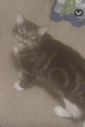 Lost Male Cat last seen Weinberger Rd. Ponchatoula la, Ponchatoula, LA 70454