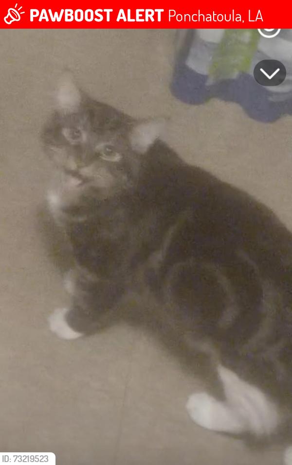 Lost Male Cat last seen Weinberger Rd. Ponchatoula la, Ponchatoula, LA 70454