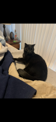 Lost Male Cat last seen Ace Hardware, Travelers Rest, SC 29690