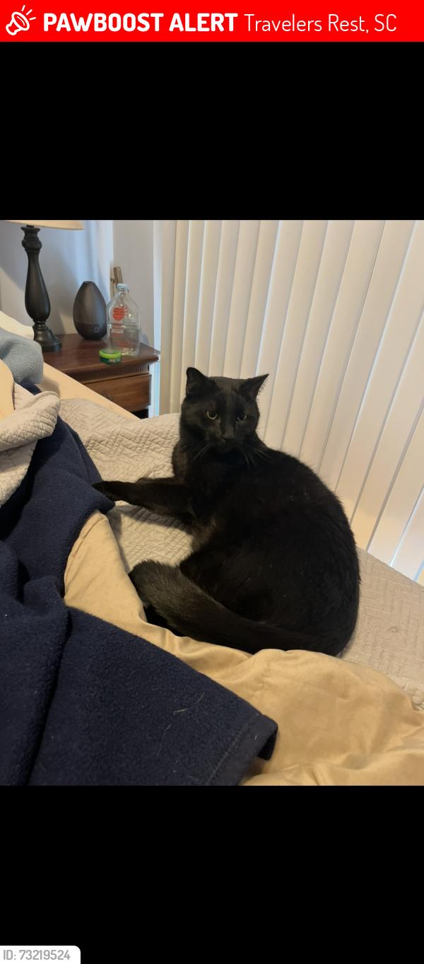 Lost Male Cat last seen Ace Hardware, Travelers Rest, SC 29690