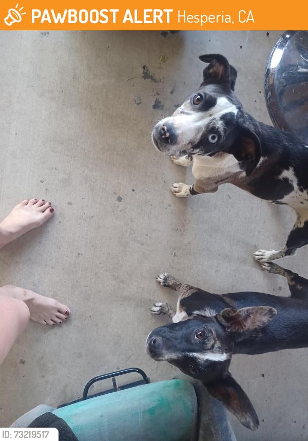 Found/Stray Female Dog last seen Arrowhead Lake rd Hesperia Ca, Hesperia, CA 92345