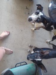 Found/Stray Female Dog last seen Arrowhead Lake rd Hesperia Ca, Hesperia, CA 92345