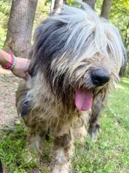 Found/Stray Unknown Dog last seen Oak Hill Rd, Candler, NC 28715