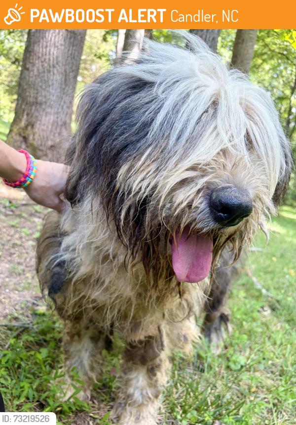 Found/Stray Unknown Dog last seen Oak Hill Rd, Candler, NC 28715