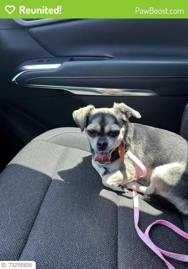 Reunited Female Dog last seen Wilderness Trail, Crowley, TX 76036